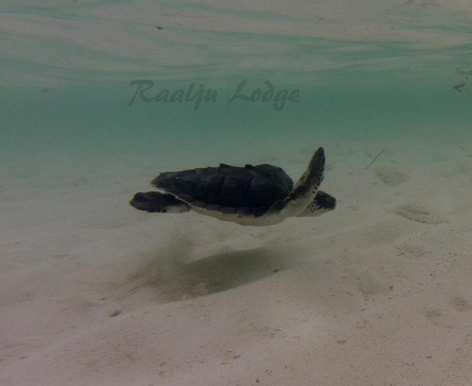 Raalhu Lodge Himmafushi Buitenkant foto
