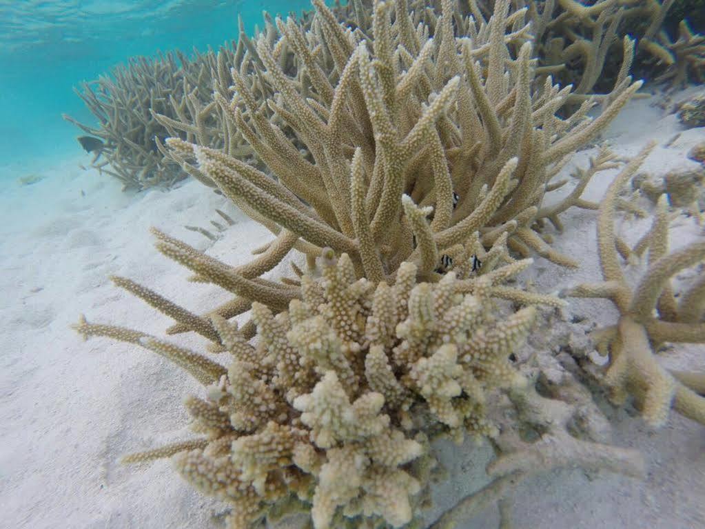 Raalhu Lodge Himmafushi Buitenkant foto